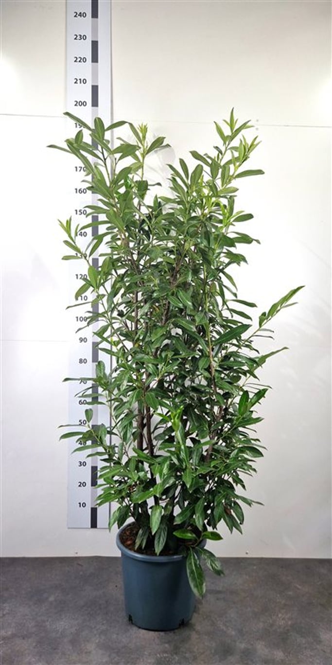 Prunus l. 'Caucasica' - C20 175-200 CM